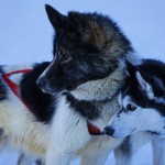 Les Chalets de Nadine Hiver